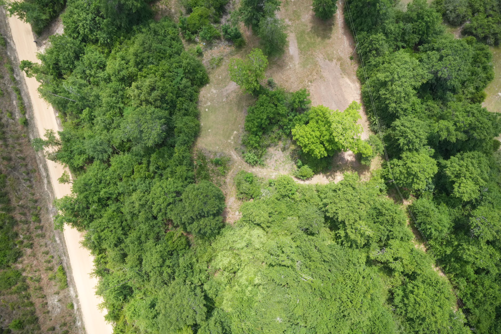 Bear Creek vegetation encroachment with vines near utility infrastructure